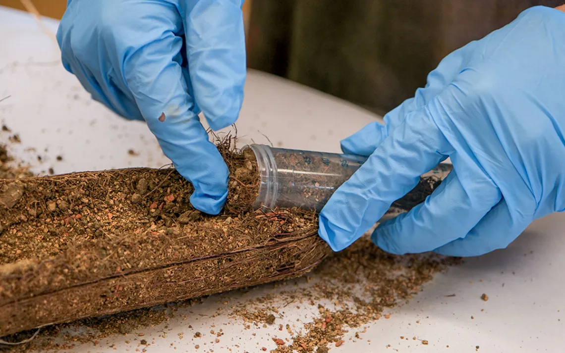 Close-up of two hands in latex gloves putting soil into a plastic tube.