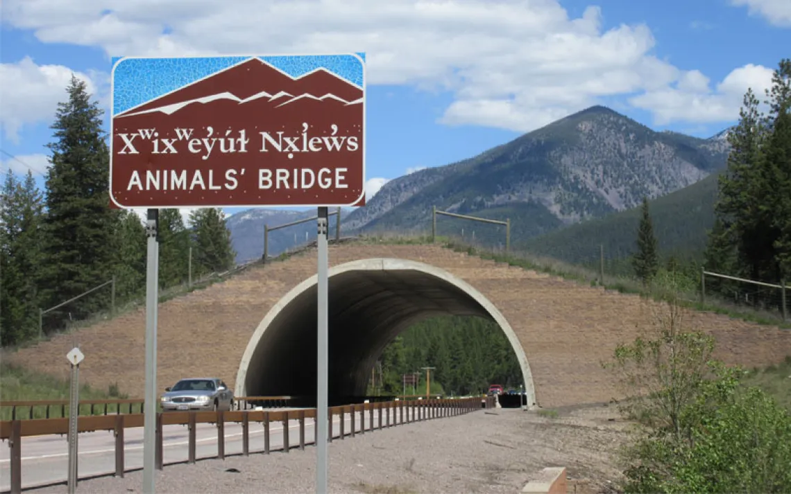  A car comes through a tunnel with a wildlife crossing over Highway 93 in Montana, with a sign saying "Animals' Crossing" and two words from the language of the Confederated Salish and Kootenai Tribes that reads similar to "Xwixweyut Nxlews."