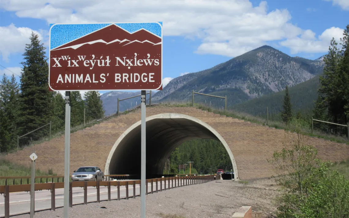  A car comes through a tunnel with a wildlife crossing over Highway 93 in Montana, with a sign saying "Animals' Crossing" and two words from the language of the Confederated Salish and Kootenai Tribes that reads similar to "Xwixweyut Nxlews."