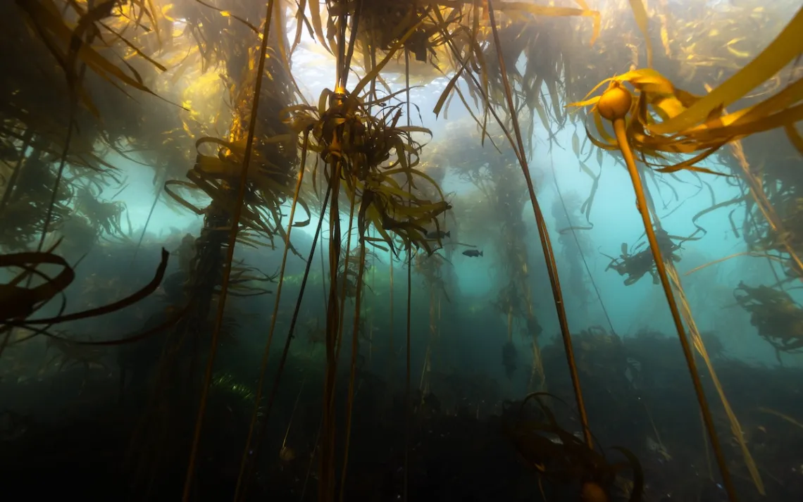 Photo by Jenny Adler