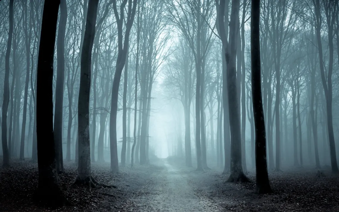 A pathway cuts through a fog enshrouded beech forests 