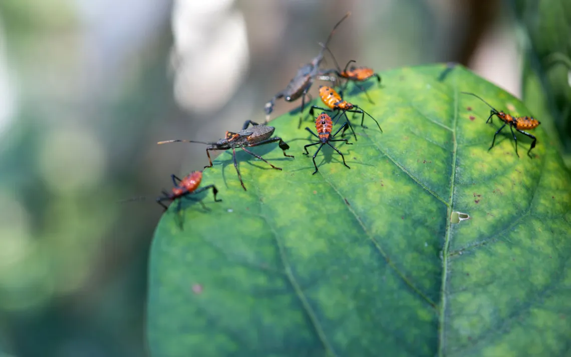 Citrus bugs, stink bugs in two nymph stages, probably Leptoglossus zonatus