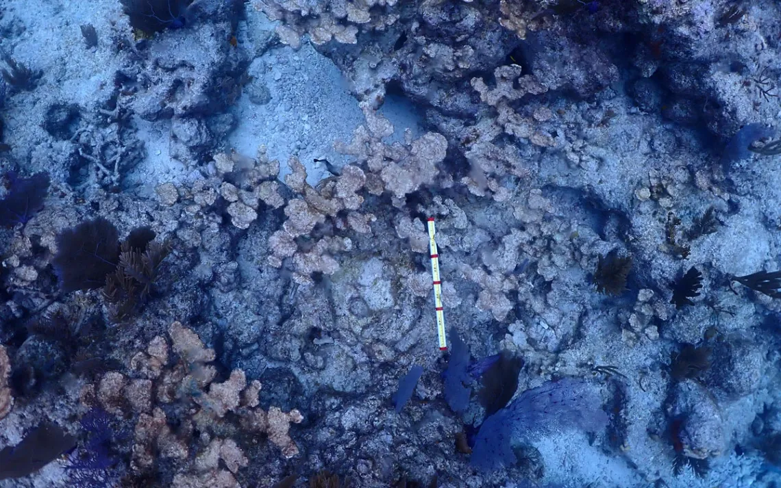Two Florida Coral Species Were Nearly Wiped Out by a Heat Wave