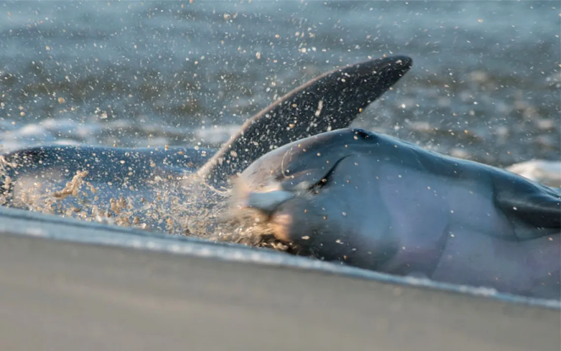 Water splashes as dolphins hurl themselves ashore to catch fish.
