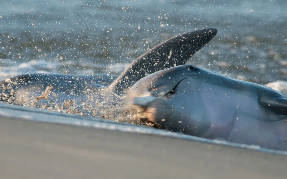 Water splashes as dolphins hurl themselves ashore to catch fish.