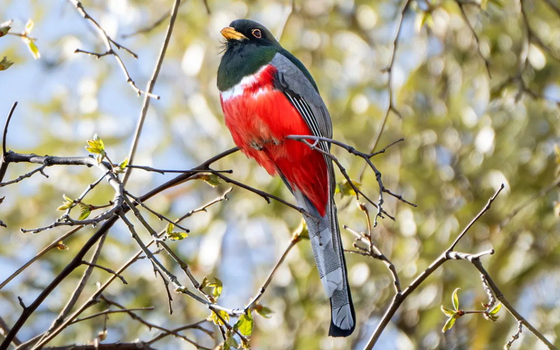 Beautiful Elegant Trogen photographed in New Mexico