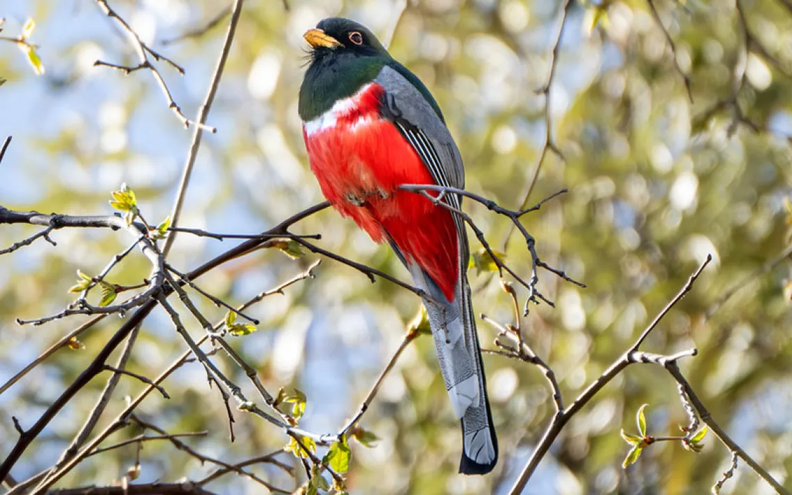 Beautiful Elegant Trogen photographed in New Mexico