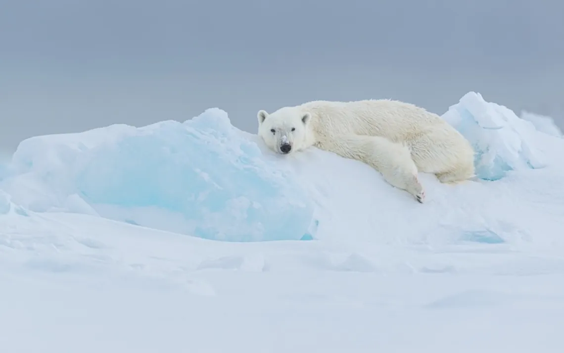 Photo by Gerrit Vyn