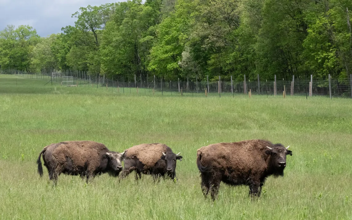 Three bison stand in a grassy paddock in rural Pennsylvania with a lush, summer forest in the background. 