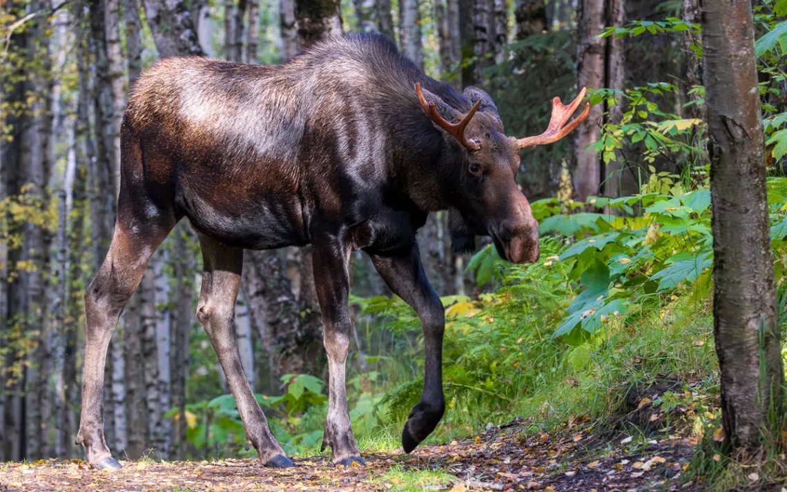 A majestic moose walks across a path. 