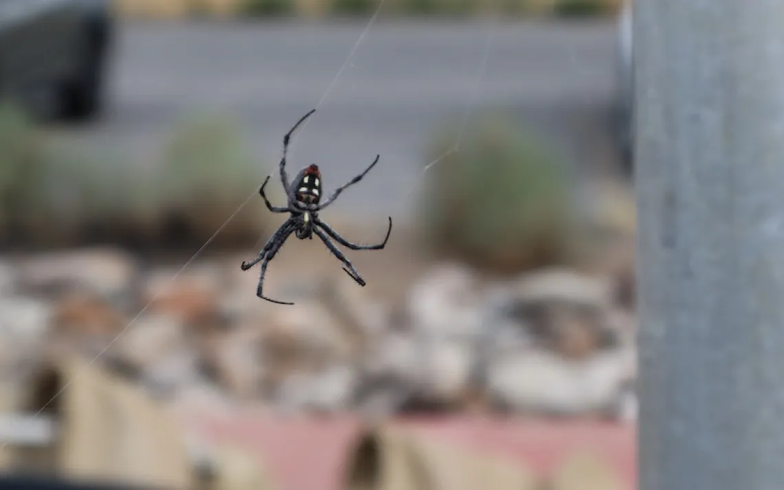 Photo by Riley Black