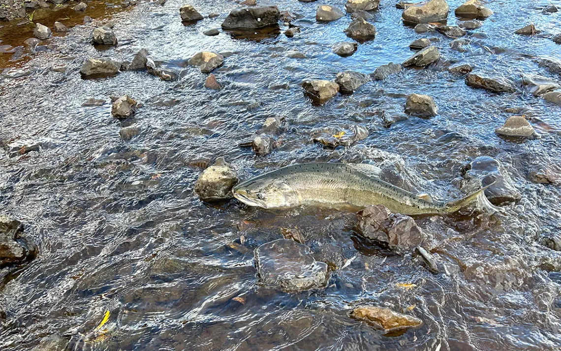 Photo by Jacob Peterson, ODFW