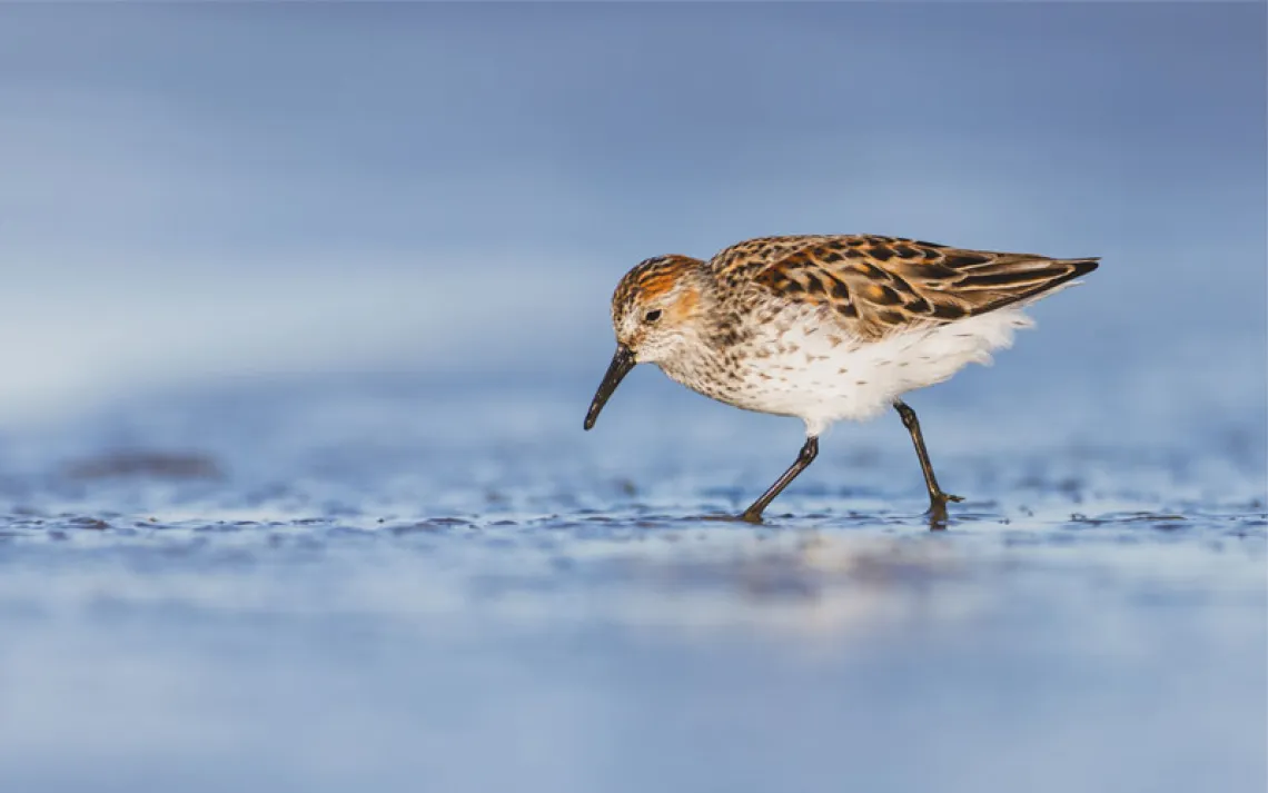 A sandpiper strolls through the shallows, looking for food, aka slime.
