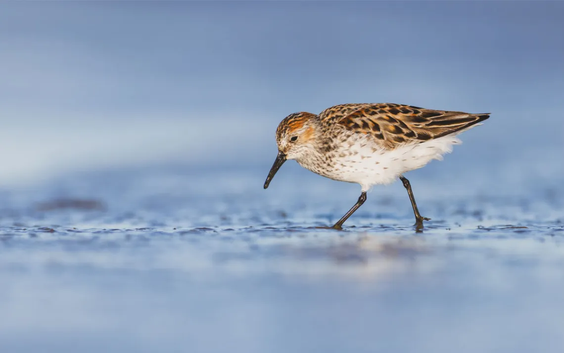 A sandpiper strolls through the shallows, looking for food, aka slime.