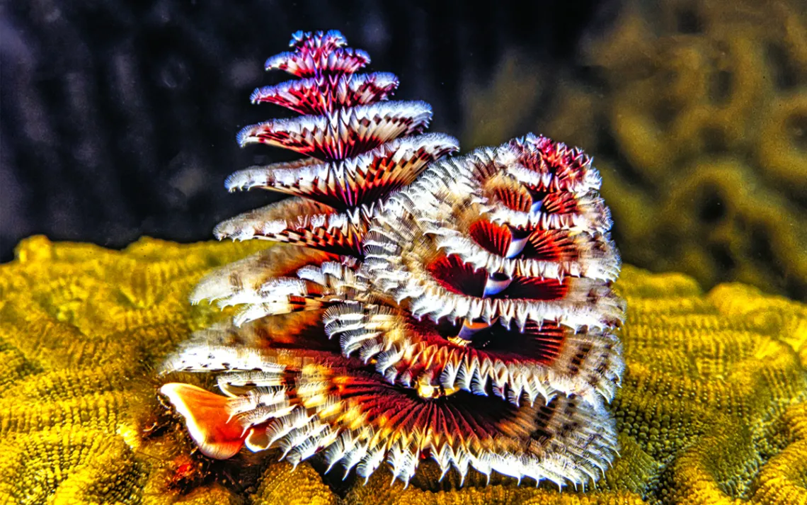 Photo by John Anderson Photo/iStock