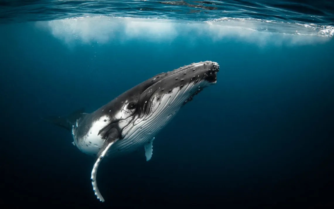 Humpback whale playfully swimming in clear blue ocean while blowing bubblesHumpback whale playfully swimming in clear blue ocean