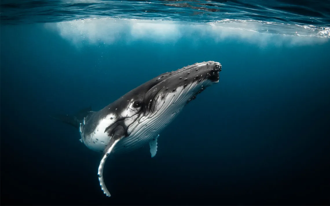 Humpback whale playfully swimming in clear blue ocean while blowing bubblesHumpback whale playfully swimming in clear blue ocean