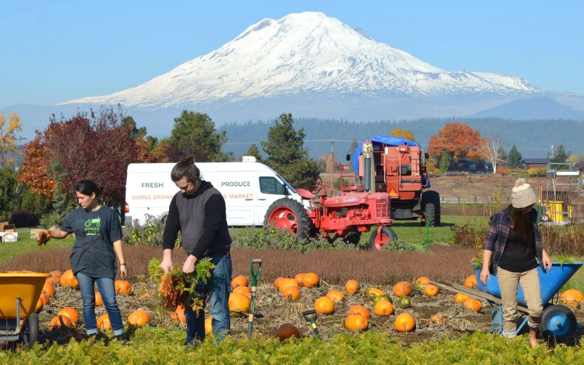 Volunteers help glean produce from a farm in the Columbia River Gorge, which will be distributed to food pantries and community organizations.