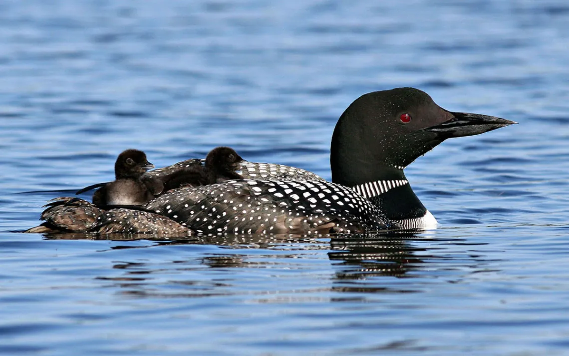 Legislation, education, and lead buyback programs are together making a dent in the number of loons killed by lead poisoning. 