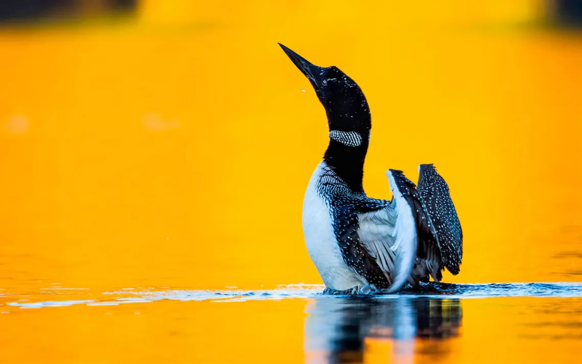 A loon rises out of the water with the bright sun reflecting on the water. 