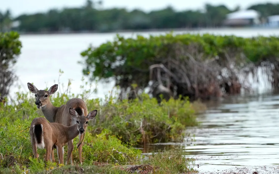 Key Deer, the smallest subspecies of the white-tailed deer that have thrived in the piney and marshy wetlands of the Florida Keys, walk along mangroves, Tuesday, Oct. 15, 2024, in Big Pine Key, Fla. (AP Photo/Lynne Sladky)