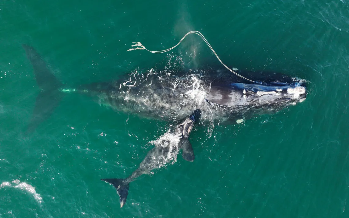 In this photo provided by the Georgia Department of Natural Resources, an endangered North Atlantic right whale entangled in fishing rope is sighted on Dec. 2, 2021, with a newborn calf in waters near Cumberland Island, Ga. 