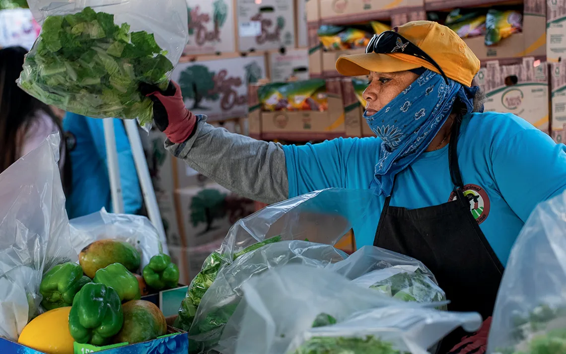 A woman with Alianza Nacional de Campesinas picks up a bag of romaine lettuce.