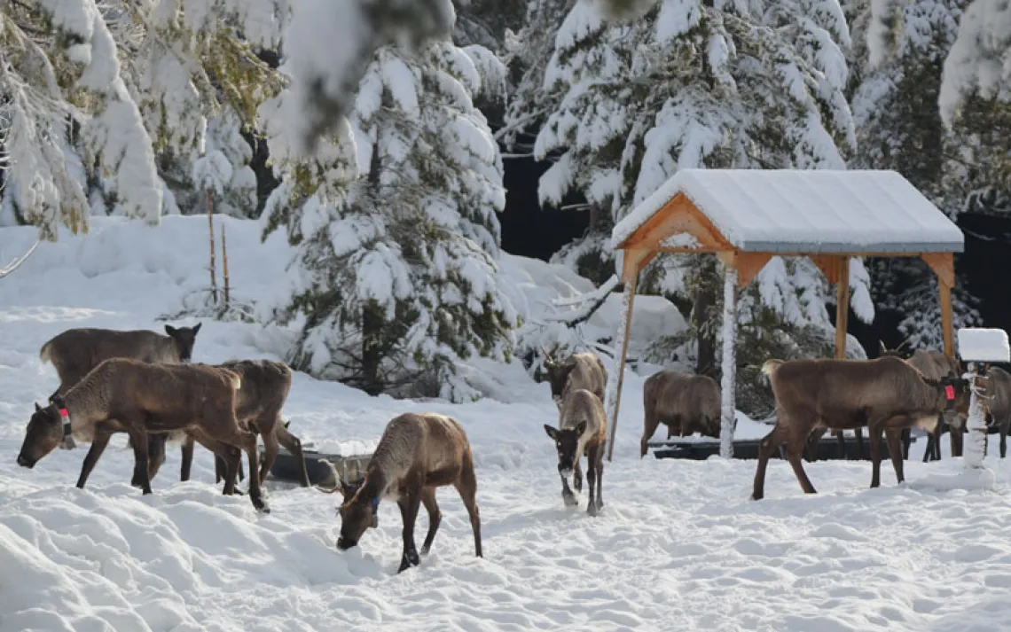 Caribou feeding in winter. 