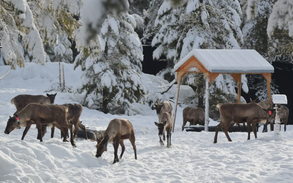A caribou herd feeding in an enclosure meant to keep them safe.