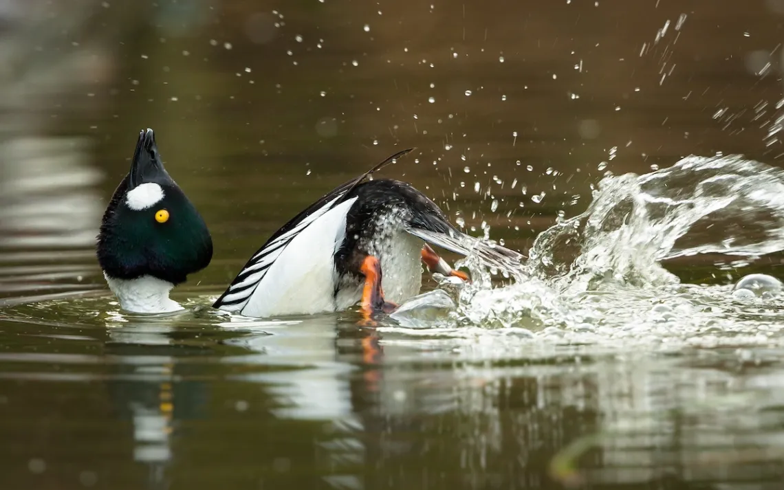 Photo by DamianKuzdak/iStock