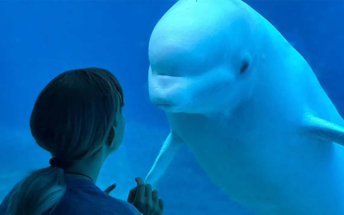 A little girl and a beluga meet eye to eye at an aquarium. 