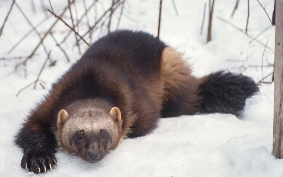A wolverine lying in the snow facing the camera, looking cute and cuddly in his winter coat. 