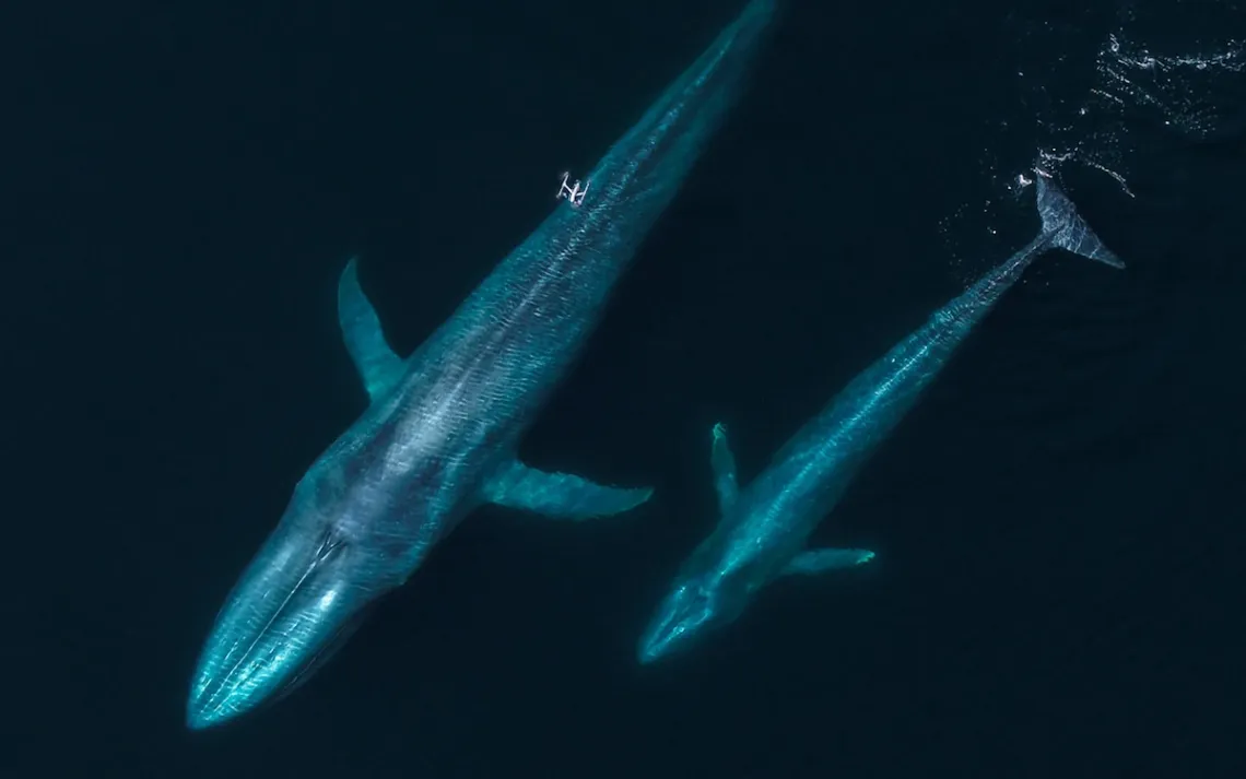 Photo courtesy of Ocean Alliance