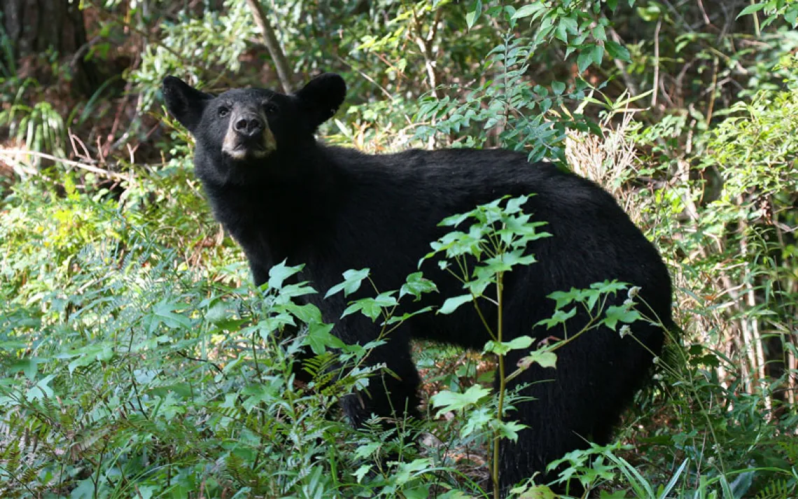 A Florida black bear cub wades through tall grass.