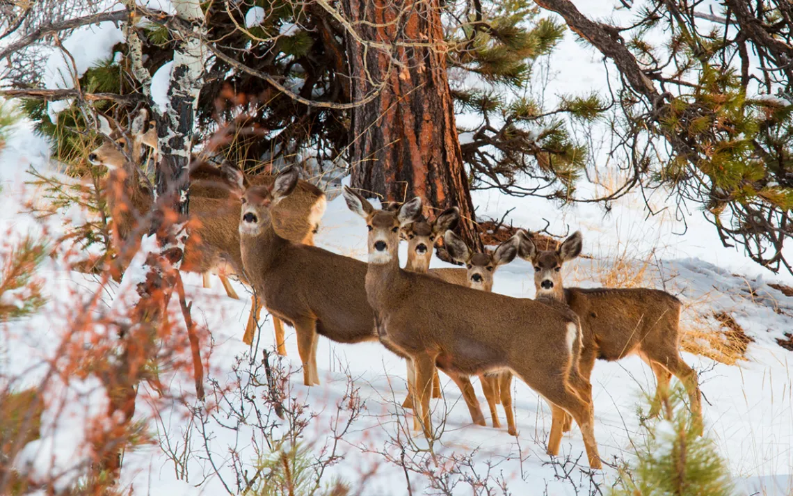 mule deer look into the camera while wading through the snow
