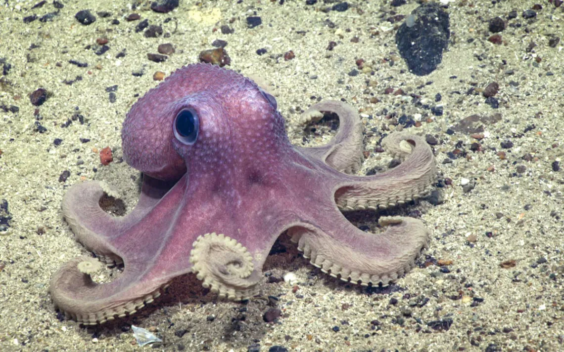 A pink octopus scurries along the seafloor. 
