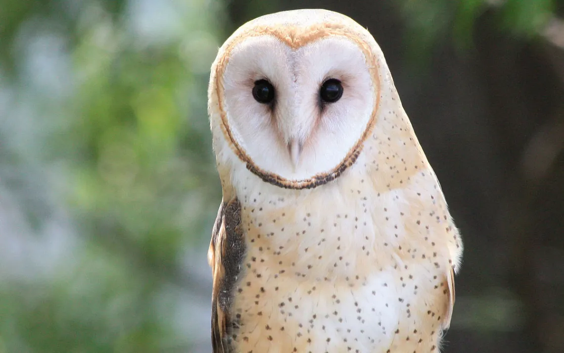 A barn owl looks into the camera