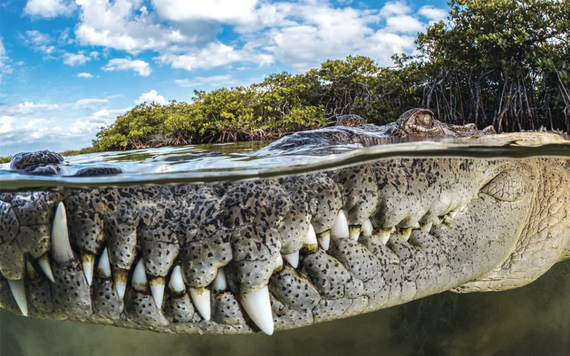 Close-up of an American saltwater crocodile's snout in the water with mangroves behind it in Gardens of the Queen, Cuba.