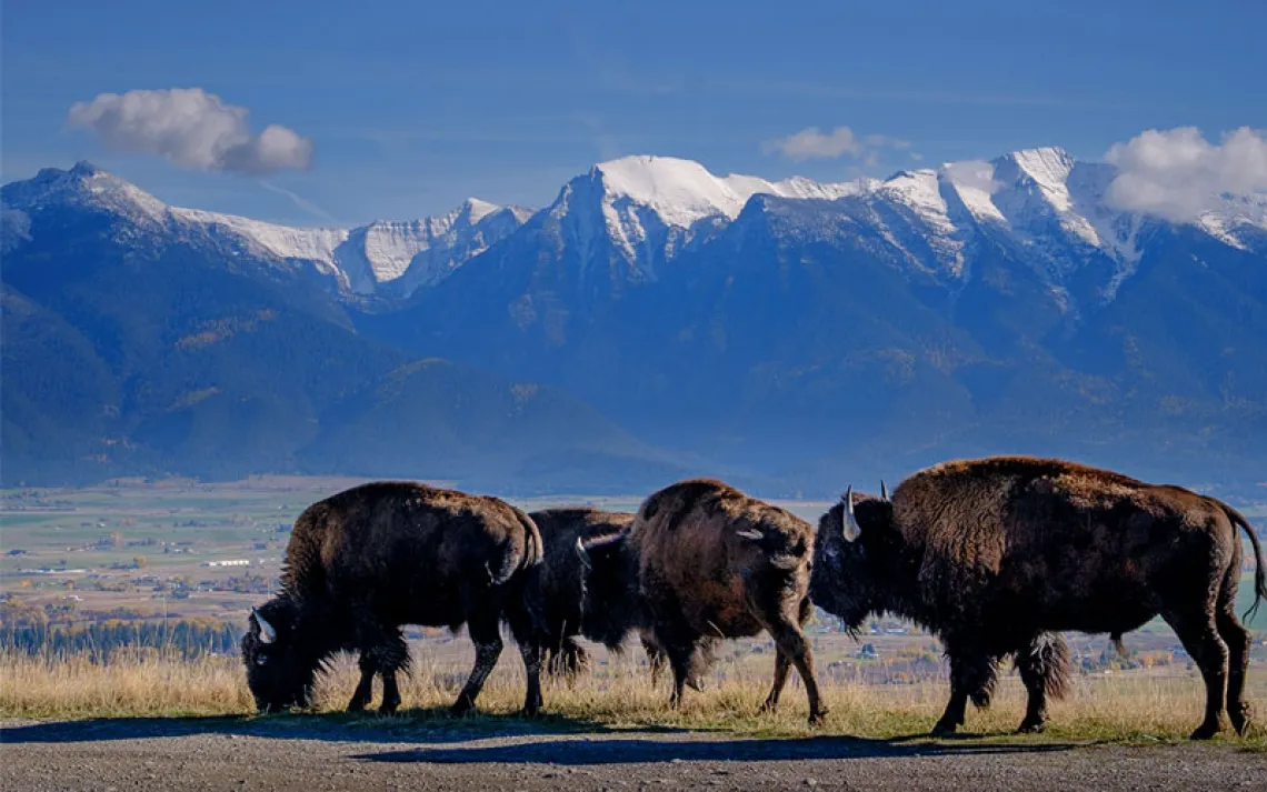 Profiles of three bison grazing next to a road with snowy mountains in the background.