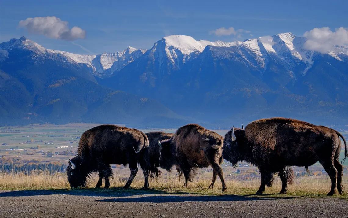 Profiles of three bison grazing next to a road with snowy mountains in the background.
