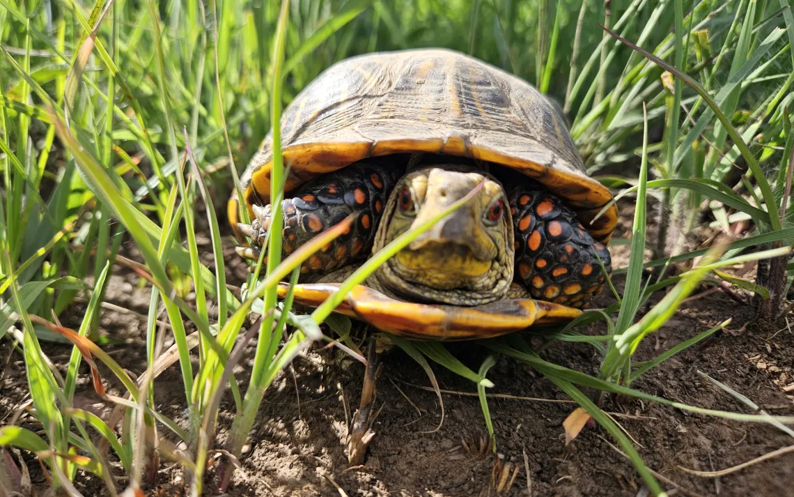 What's Slow Moving but Fast Disappearing? | Sierra Club
