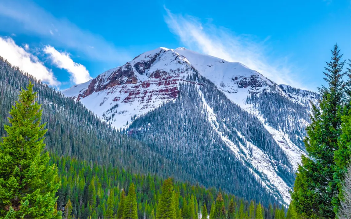 Evergreen framing a mountain peak in Silverton, Colorado 