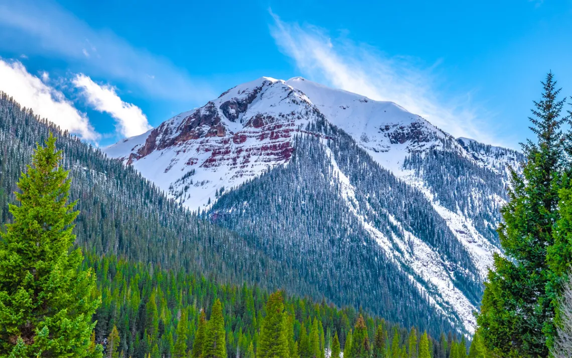 Evergreen framing a mountain peak in Silverton, Colorado 