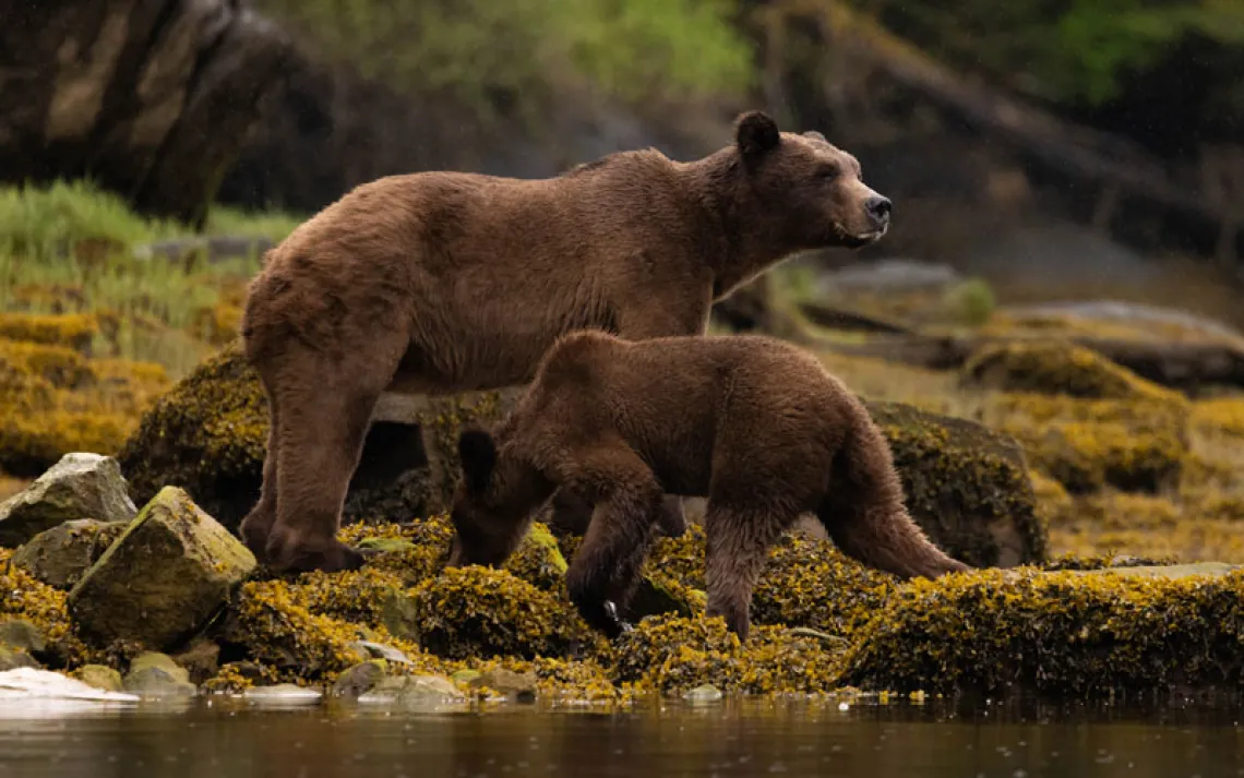 A mother bear and her cub forage along the coast. 