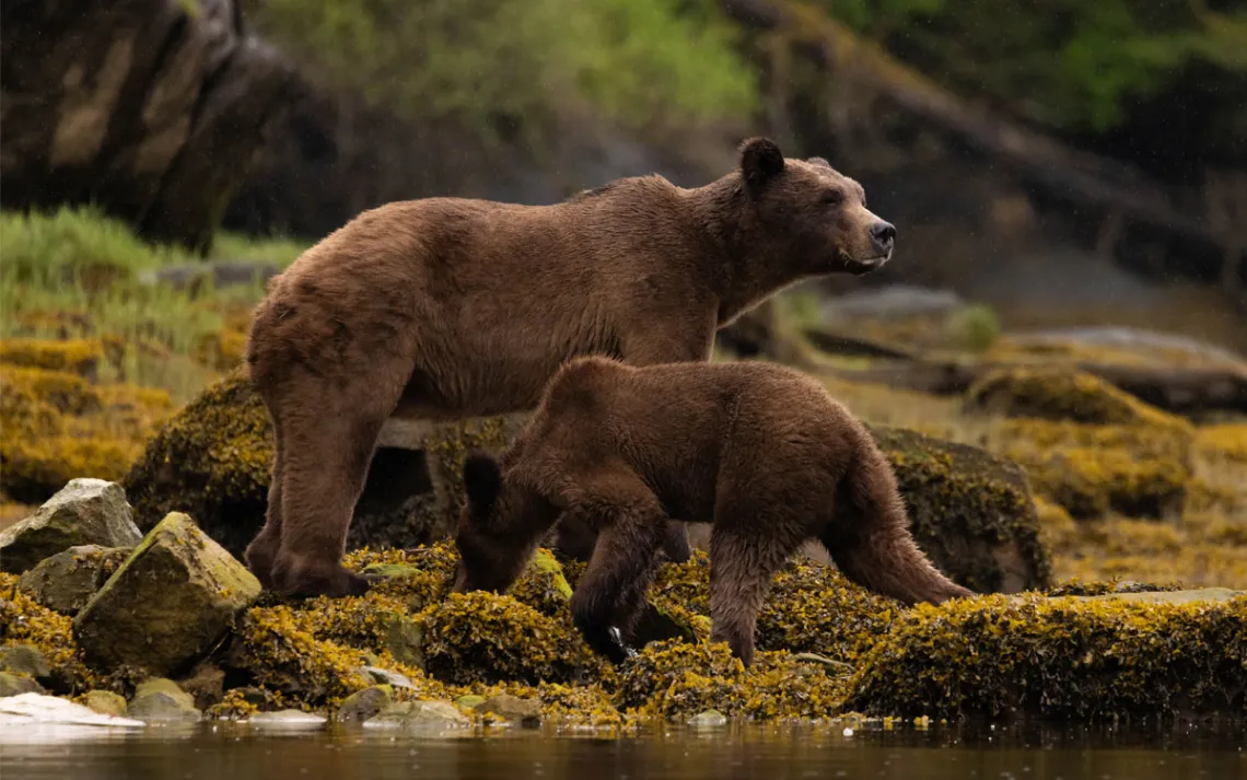 A bear mother and her cub forage along a coastal edge. 