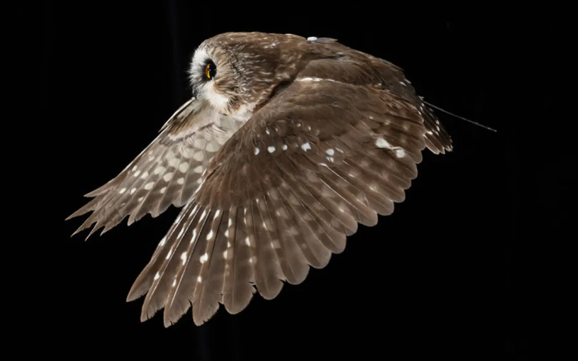 A northern saw-whet owl view from the side flying through a night sky 