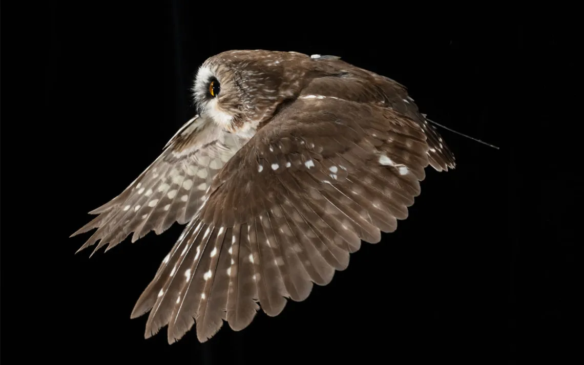 A northern saw-whet owl view from the side flying through a night sky 