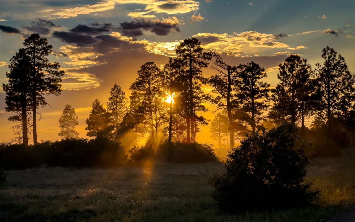 Sun setting in the forest backlighting for a ponderosa sunset.