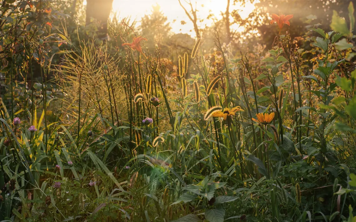 A close up of summer evening meadow with garden grasses and flowers.