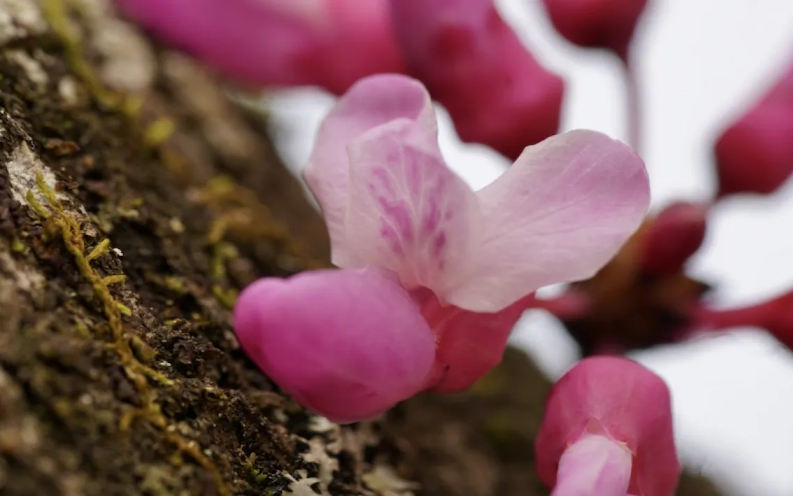 Photo courtesy of Jacob S. Suissa